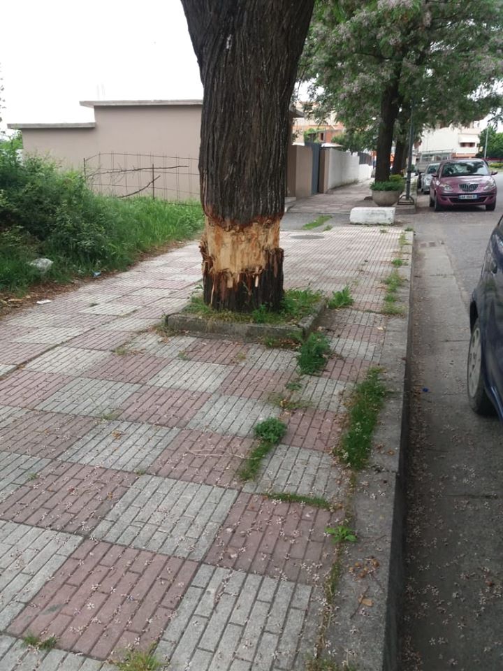 Kryebashkiakja Ademi denoncon dëmtimin e pemëve dekorative në Shkodër
